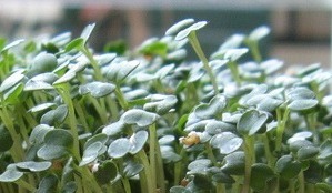 Minister: eet geen rucolakiemen