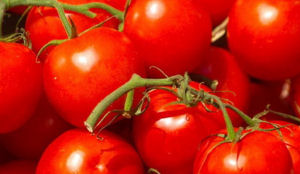 De Proeverij: producten van Hollandse bodem