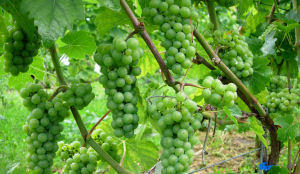 Nu ook webshop met restaurantwijnen middensegment