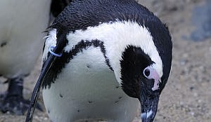 Pinguïn wil ook wel eens uit eten