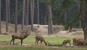 Hotels in Apeldoorn en Frankrijk populair