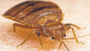 Hotel moet boeten na aanval bedwantsen