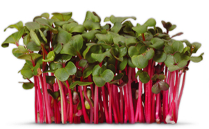 Koppert Cress waarschuwt voor slechte kopieën