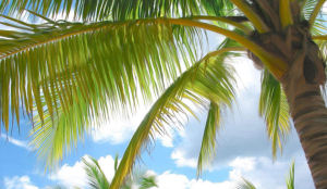 Maison van den Boer serveert op borden gemaakt van palmbladeren