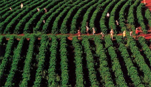 Segafredo bij Taste of Amsterdam