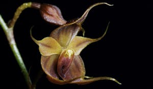 Bijzondere orchidee krijgt naam koffie Miko