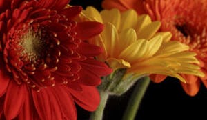 René Redzepi krijgt eigen bloem