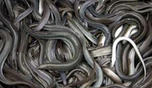 Uitspraak over duurzame paling ligt genuanceerder