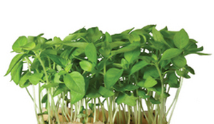 Cressleveranciers met elkaar overhoop