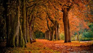 1,3 miljoen Nederlanders op herfstvakantie