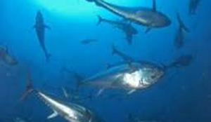 Veel blauwvintonijn illegaal gevangen