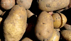 Nederland en België veroveren fritesmarkt wereldwijd