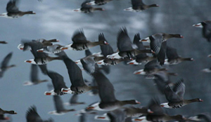 Kroket van Schipholgans in strandtent IJmuiden