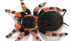 Cocktail met tarantula en schorpioen