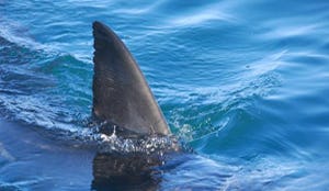 Vijfsterrenketen Peninsula bant haaienvinnen