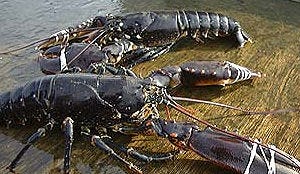 Welke wijn past best bij Oosterscheldekreeeft?