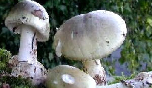 Giftige zwammen worden Chinese kok fataal