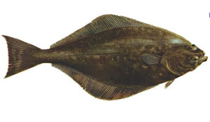 Kwart restaurants in Brussel serveert bedreigde vis