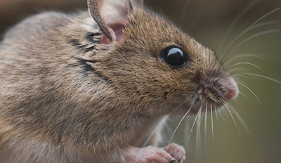 Kiezen van plaagdierbestrijder makkelijker