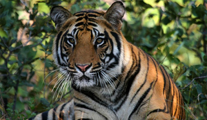 Tijgers in illegale restaurantslachterij