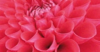 Sterrenkoks inspireren bloemencorso