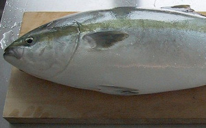 Belgische topchef: 'Maffia achter tonijnhandel