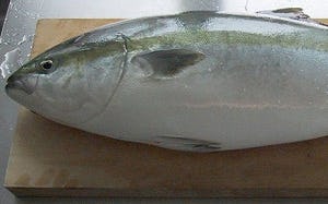 Belgische topchef: 'Maffia achter tonijnhandel