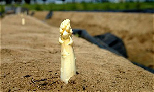 Aspergeseizoen start 12 april