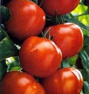 Hollandse tomaten nu het lekkerst