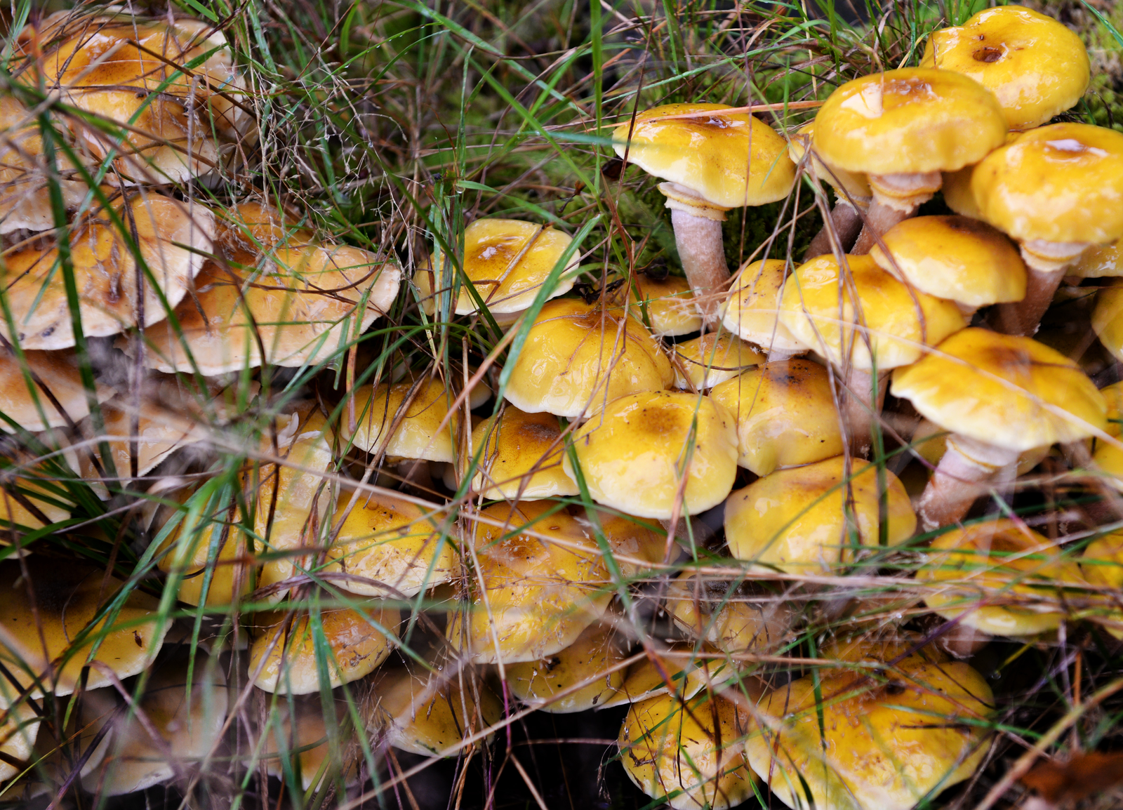 1,3 miljoen Nederlands op vakantie deze herfst
