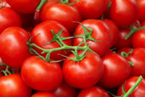 Tomeato burger debuteert op hogescholen en universiteiten