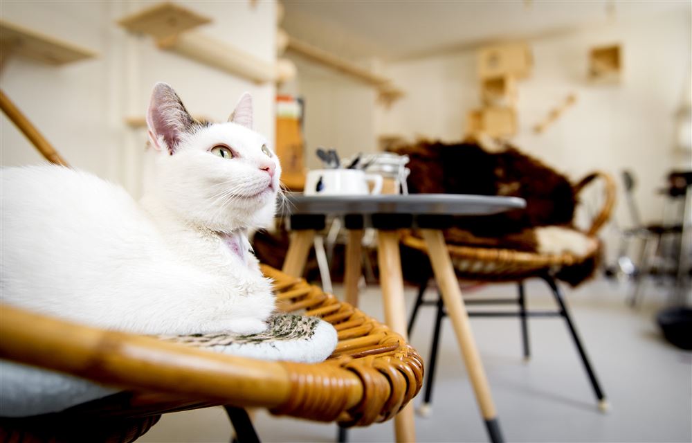 Kattencafé nu ook in Nederland