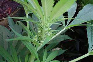 Brouwer Corona steekt miljarden in wietteelt