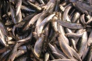 Gestolen vis vermoedelijk doorverkocht aan horeca