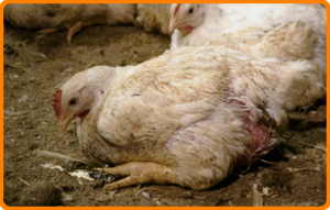 Restaurantketen Humphrey's 'plofkipvrij'