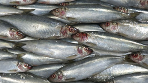 Hollandse Nieuwe vanaf 10 juni te koop