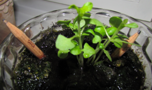 Potlood als plantgoed voor kruiden