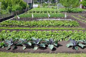 Google voedt medewerkers uit eigen tuin