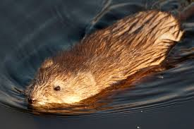 Rat met patat kan lekker zijn