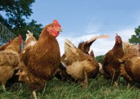 Diervriendelijk vlees niet veel duurder