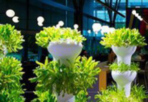 Microsoft teelt groenten voor eigen bedrijfsrestaurant