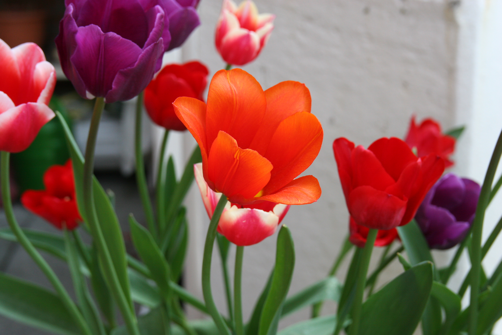 Revival voor de tulp bij Amsterdamse hotels