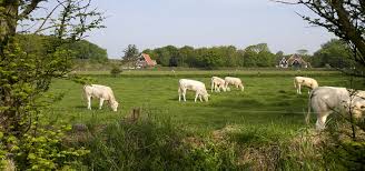 Texel Culinair in het teken van Texels rund
