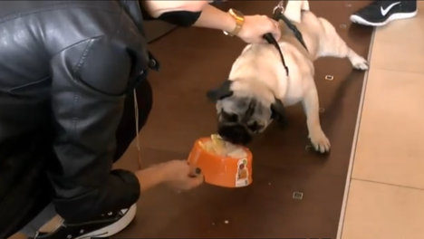 IJssalon: leverworst-ijs voor honden