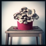 RotterZwam slaat vleugels uit naar World Expo in Milaan