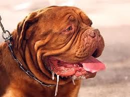 'Doggy Fries': frietje voor de hond