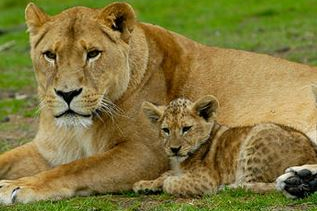 Tweeduizend bedden extra voor Safaripark Beekse Bergen