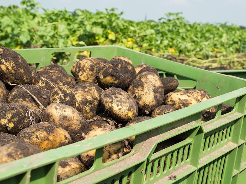 Zelf piepers schillen en snijden voor verse festivalfriet