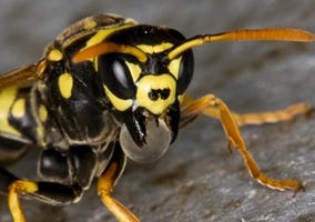 Brasserie EigenWeijs weert wespen met cellofaan en kruidnagel