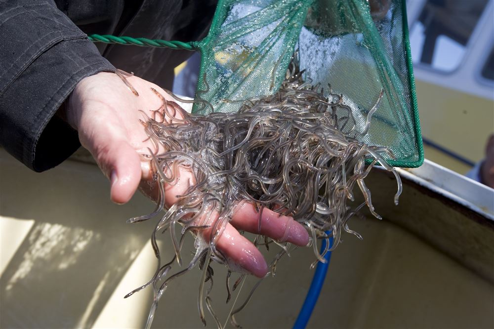 Eerste glasaalkwekerij ter wereld in Volendam